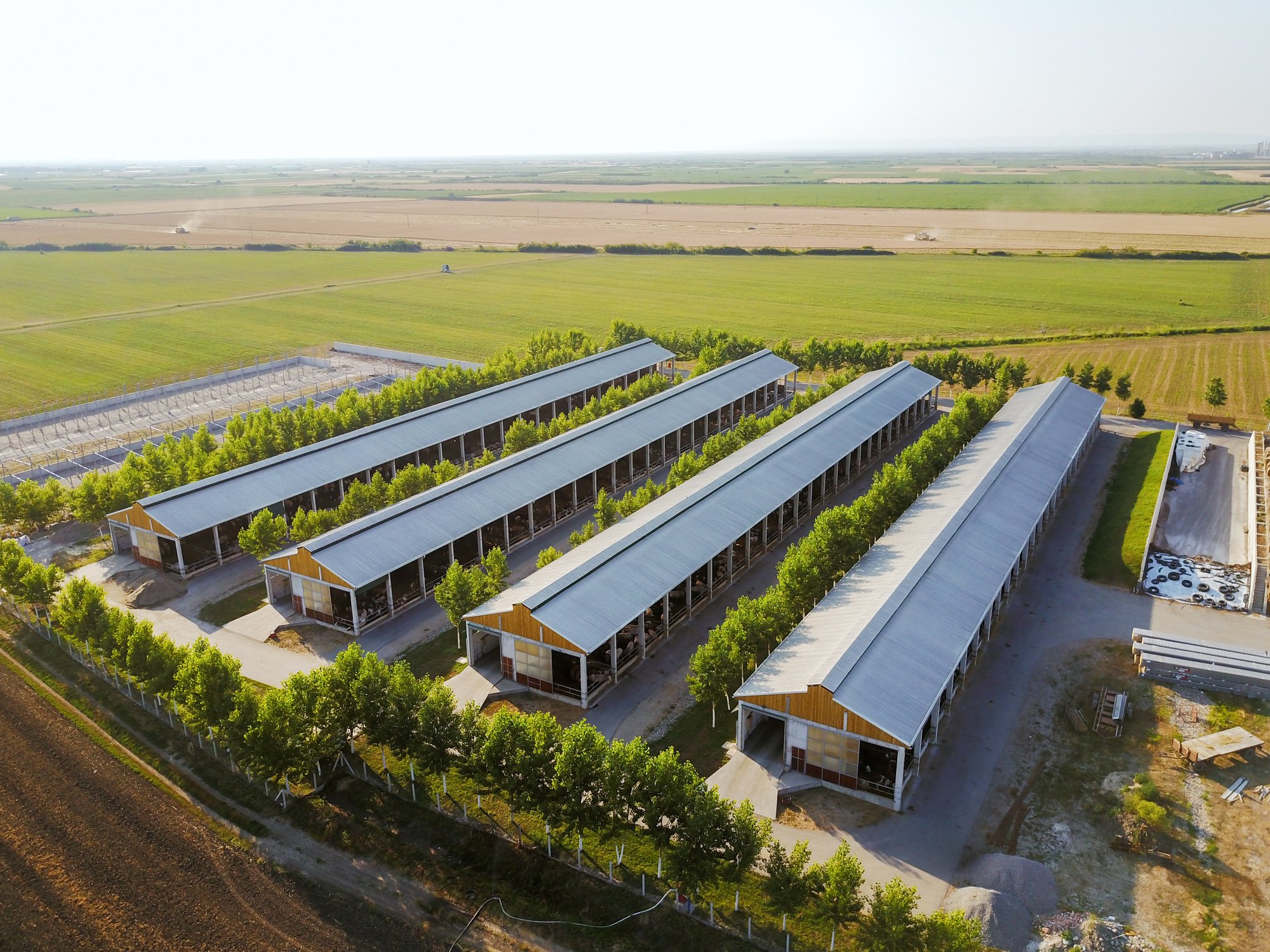 Bird's eyes view from flying drone of the big farm with cows in the middle of fields.